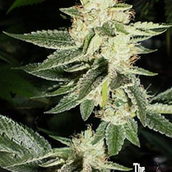 Close-up of a cannabis plant with dense, frosty buds and green leaves. The logo "The Cali Connection" is visible in the bottom-right corner, showcasing their Louis XIII OG (F) strain.