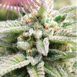 Close-up image of a frosted cannabis plant with a pink banner above it stating, "Feminized Seeds Available." Among the lush foliage is the promising Magic Melon Auto variety, standing out in vibrant detail.