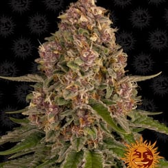 Pink Kush Barney's Farm