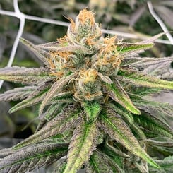 Close-up of a mature Somali Ghost Train (R) cannabis plant with dense, frosty buds and orange hairs, surrounded by green and purple leaves, against a backdrop of a white trellis.