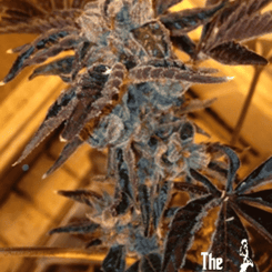 A close-up image of a cannabis plant with dense, frosted buds and purple-tinged leaves, showcasing the distinctive LA Cookies (F) strain. The logo "The Cali Connection" is visible in the lower-right corner.