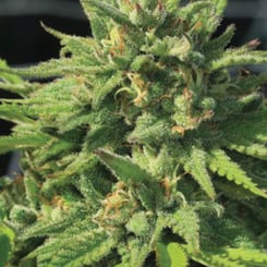 Close-up view of a Bigfoot Glue (F) cannabis plant with dense green buds and visible trichomes under natural light.