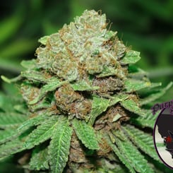 A close-up of a cannabis plant with dense buds and green leaves, showcasing the lush beauty of Blackberry Cookies (R). The logo "Purple Caper Seeds" is in the bottom right corner.