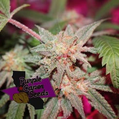 Close-up of a cannabis plant with visible trichomes, showcasing the irresistible allure of Blackberry Zkittlez (R). The logo in the bottom left corner reads "Purple Caper Seeds" with an outline of California and a seed graphic.