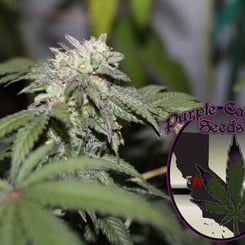 Close-up of a cannabis plant with visible trichomes, accompanied by a logo labeled "Gelato X (R)," featuring an image of a cannabis leaf and a red star. The Gelato X (R) strain is prominently highlighted as part of the collection.