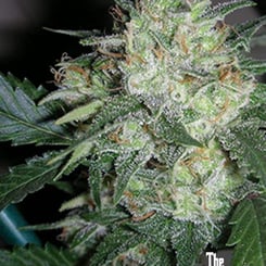 Close-up of a flowering cannabis plant, showcasing its green leaves and dense, trichome-covered buds. The CALI Connection logo is visible in the bottom right corner, highlighting the impressive OGiesel (F) strain.