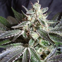 Sweet Seeds Black Jack Fast