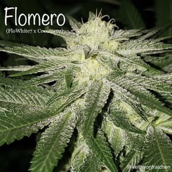 Close-up of a cannabis plant labeled "Flomero (R)® (FloWhite7 x Cooomerlot)" with frosty trichomes visible on the leaves and bud.