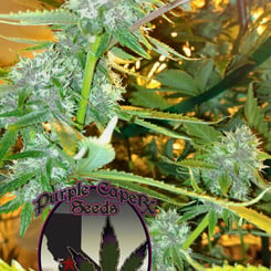 Close-up of a cannabis plant with dense, trichome-covered buds and fan leaves. A circular logo in the bottom center reads "DISCONTINUED Purple Caper (R)" with an outline of a cannabis leaf and state illustration. DISCONTINUED Purple Caper (R) enthusiasts should note that certain strains may be discontinued.