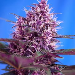 Purple cannabis bud with white trichomes and green leaves against a blue background, showcasing the vibrant beauty of Red Poison Auto.