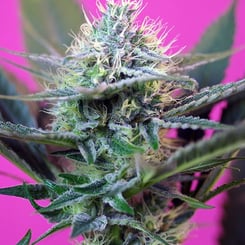 Close-up of a Speed + Auto cannabis plant with detailed view of buds and trichomes, set against a vibrant pink background.