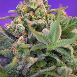 Close-up of a Sweet Cheese (F) with frosty trichomes on the leaves and buds, set against a purple background.