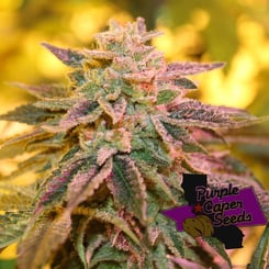 A close-up of a cannabis plant in bloom with trichomes visible on the buds, featuring the "Purple Caper Seeds" logo in the bottom right corner. The plant is from their renowned Strawberry Banana OG (R).