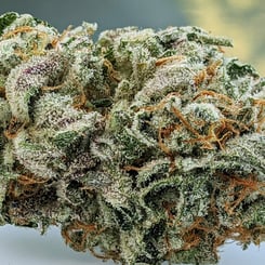 Close-up image of a cannabis bud, The Spice (F), with visible trichomes, orange hairs, and a mix of green and purple hues.