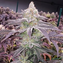 Ethos Genetics Colin OG