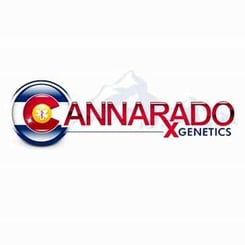 Logo of Cannarado Genetics featuring the name in red text with a Colorado state flag design element on the left side, reminiscent of Indian Pudding (R) with its rich and classic flavors.