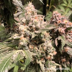 Close-up of a mature cannabis plant with dense, resinous buds and green leaves. The handle "@reallycannarado" is visible in the bottom right corner. Featured strain: Daily Biscotti V1 (R).