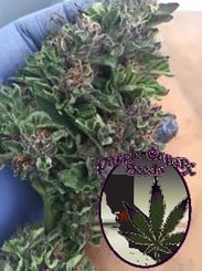 A hand wearing a blue glove holds a cannabis bud. Inset graphic features a cannabis leaf and the text "Purple Queen" against a striped background, reminiscent of the now-discontinued DISCONTINUED Purple Chocolate (R) strain.