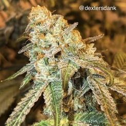 Close-up image of a TriFi Pie (R) cannabis plant with dense buds covered in trichomes and orange pistils, and the text "@dextersdank" in the top right corner.