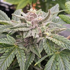 Close-up of a Vidamints Auto (CBD) cannabis plant with dense, frosty trichomes covering the leaves and buds. The leaves display a mix of green hues, with some purple-tinted areas.