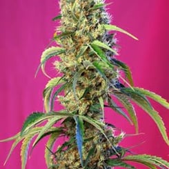 Sweet Seeds Black Jack CBD