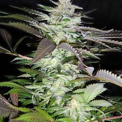 Close-up of a mature Black Jack (F) cannabis plant with dense, trichome-covered buds and jagged green leaves, set against a dark background.