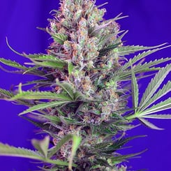 Sweet Seeds Cream Mandarin Fast