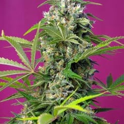 Gorilla Girl Sweet Seeds