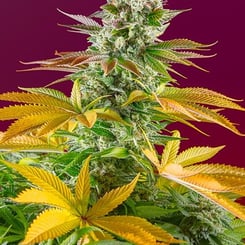 Gorilla Girl F1 Fast Sweet Seeds