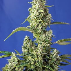 Gorilla Girl XL Auto Sweet Seeds