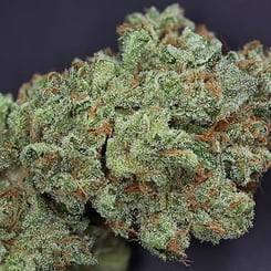 Ghost Train Haze #1 - Rare Dankness