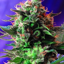 Close-up of a vibrant Jack 47 FAST cannabis flower with visible trichomes, green leaves, and bright orange hairs against a purple background.