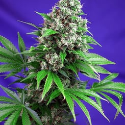 A Killer Kush FAST cannabis plant with green leaves and dense buds is set against a striking purple background.