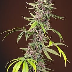 Vertical shot of a Red Mandarine F1 FAST with green leaves and purple buds against a brown background.