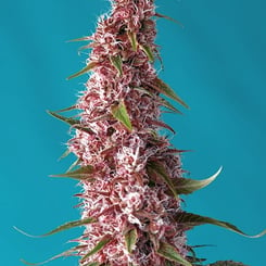 Close-up of a pink cannabis bud with white trichomes and green leaves, highlighted against a turquoise background. This vibrant photo showcases the beauty of Red Pure CBD Auto in all its glory.