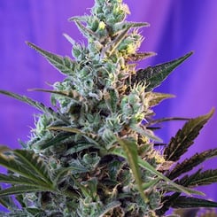 Close-up of a Sweet Skunk FAST with visible buds and trichomes against a purple background.