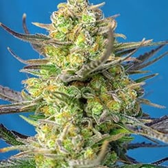 Close-up of a flowering Sweet Cheese XL Auto with densely packed buds, bright green leaves, and orange pistils set against a blue background.