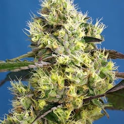 Close-up of a Sweet Gelato Auto cannabis plant with dense clusters of buds and white hairs, set against a blue background.