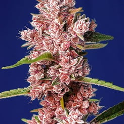 Tropicanna Poison Fast Sweet Seeds