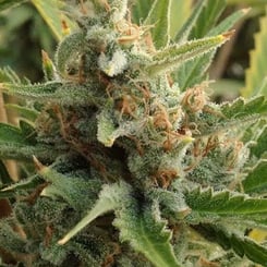 Close-up of a Tangerine Kush (R) cannabis plant with dense buds covered in trichomes and interspersed with orange pistils. Green leaves surround the bud.