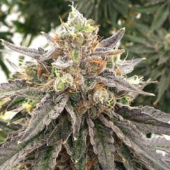 Close-up of a mature cannabis bud with frosty trichomes and colorful orange pistils, surrounded by narrow, dark green leaves—like a tiny treasure hidden in nature’s cleverest Mouse Trap (R).