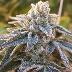 Close-up of a Pamelina (R) [RETIRING] cannabis plant with frosty trichomes covering its green and purple-tinged leaves.