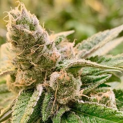 Close-up view of a flowering Tangerine Somali (R) cannabis plant with dense, trichome-covered buds and vibrant green leaves.