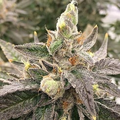 Close-up of a Turple® (R) cannabis plant with dense, frosty trichomes and some orange pistils on its buds. The leaves are dark green with a hint of purple.