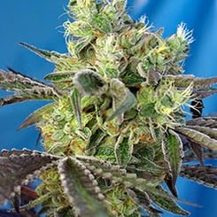 Dos-Sweet-Dos Sweet Seeds