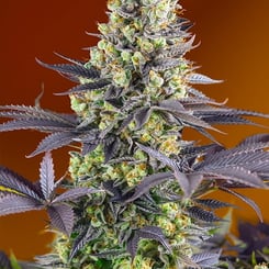 Close-up of a Sweet Zenzation (F) cannabis plant with dense, green buds and dark purple leaves against an orange background.