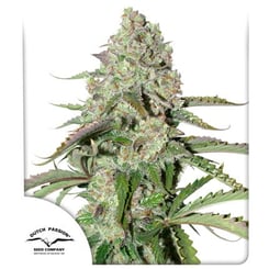 Close-up of a mature Colorado Cookies Auto plant with dense, frosty buds and pointed leaves. The image includes the Dutch Passion Seed Company logo in the lower left corner.