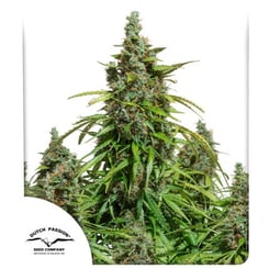 Close-up image of a Mazar Auto with dense green and orange buds, presented by Dutch Passion Seed Company.