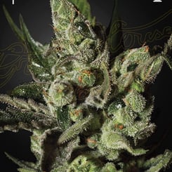 Close-up view of an Exodus Cheese (F) cannabis plant, covered in crystalline trichomes, against a dark background. Female and trophy icons are shown at the top corners of the image.