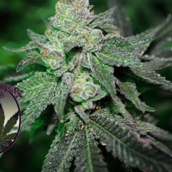 Close-up of a cannabis plant with dense, frosty buds. The image includes the Purple Caper Seeds logo, featuring a stylized cannabis leaf and showcasing their popular Grand Caper (F) strain.